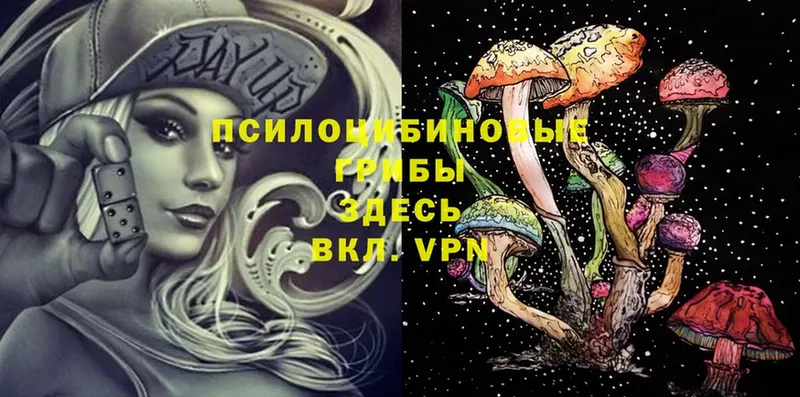 Галлюциногенные грибы Cubensis  как найти закладки  Дигора 